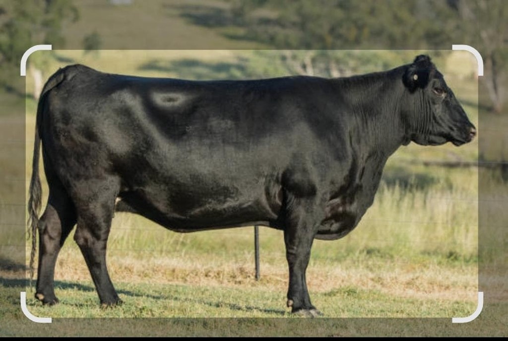 Angus premium - Imagen 1