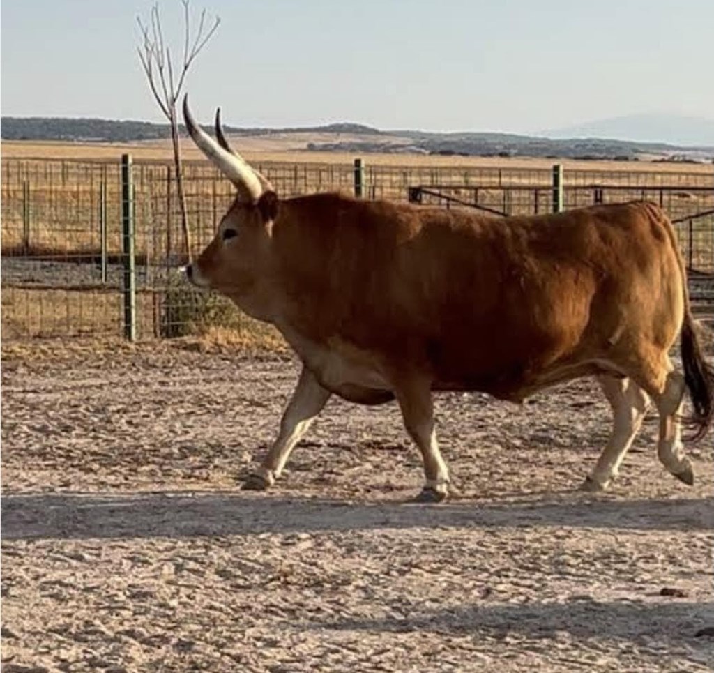 Boi cachena - Imagen 1