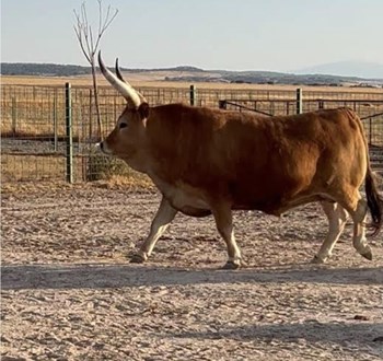 Boi cachena - Imagen 1