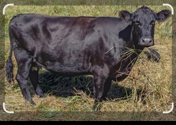 Chuletón de Black Angus - Imagen 1