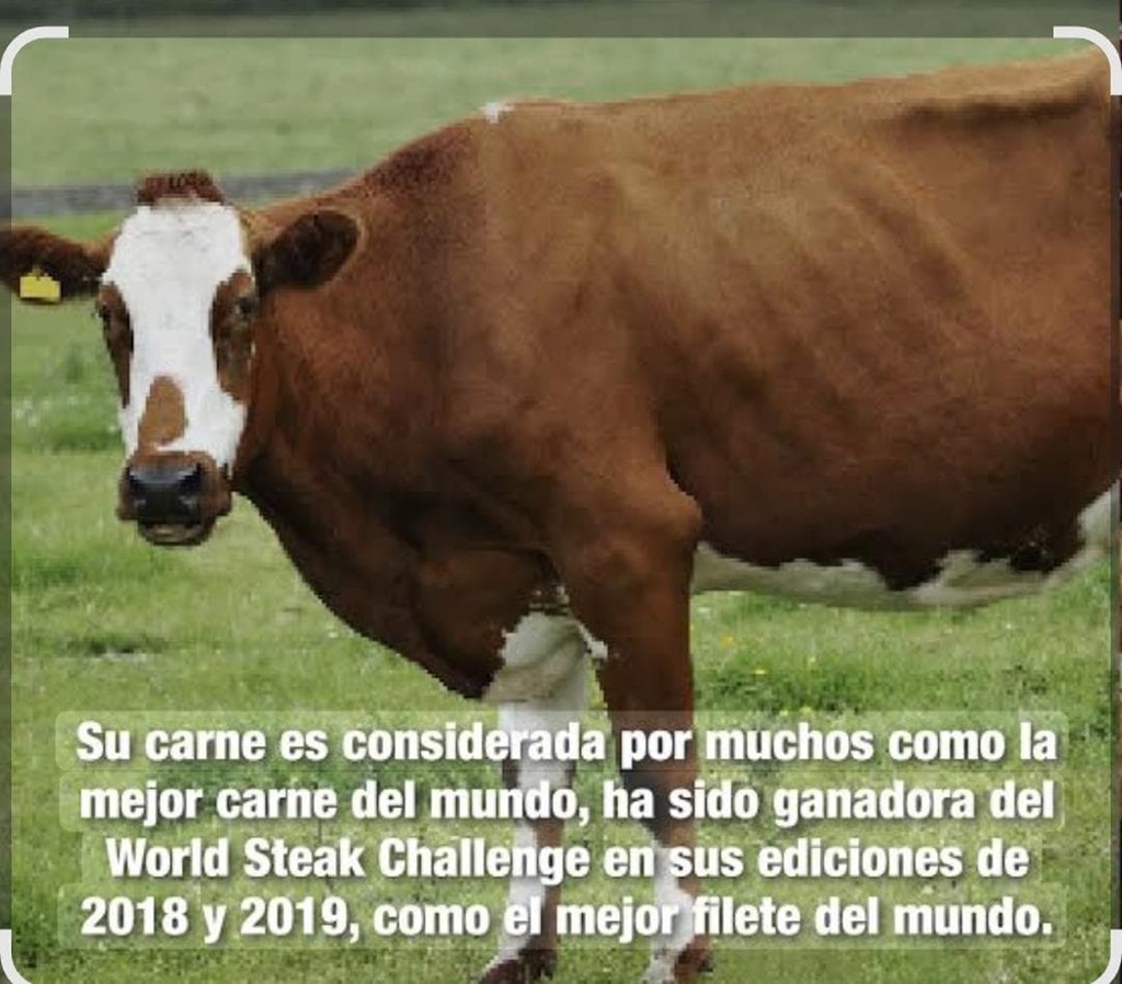 Sashi (finlandesa) - Imagen 1