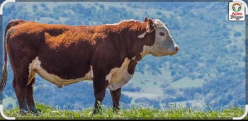 Simmental - Imagen 1