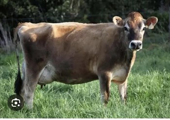 Vaca jersey - Imagen 1