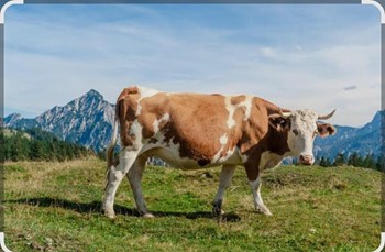 Vaca Vella - Imagen 1